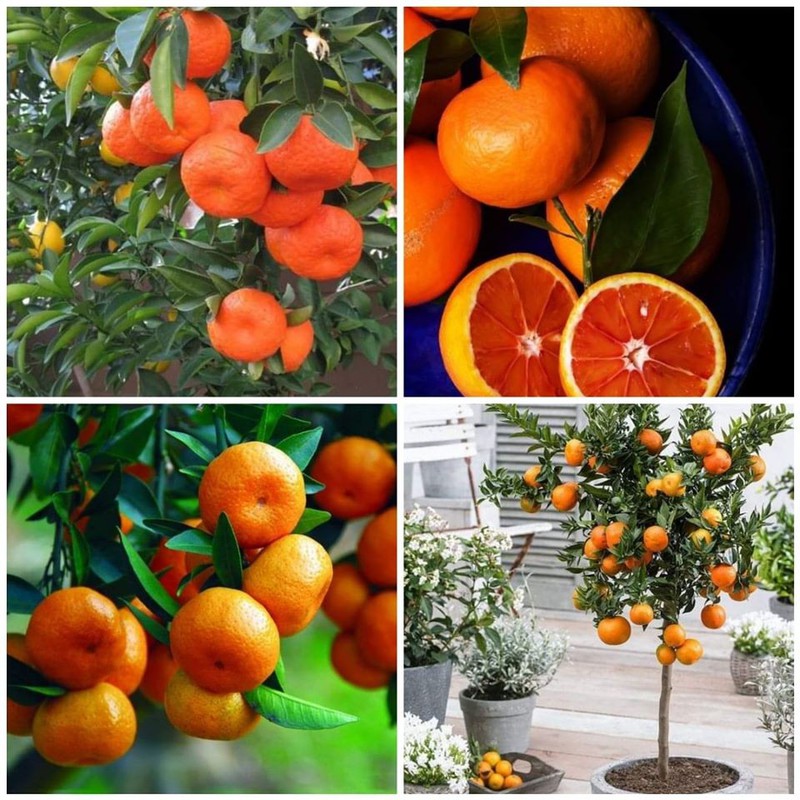 2 CÂY GIỐNG QUÝT THÁI SIÊU SỚM