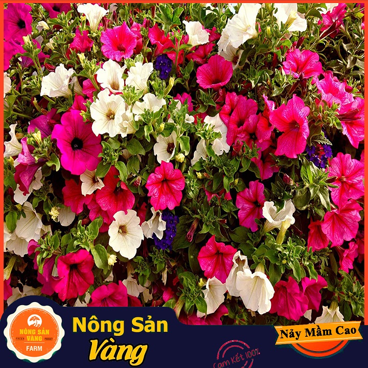 Petunia Flower seeds mix color flowers easy to plant care beautiful sunsuit vibrant color (100 seeds pack)-shallow yellow