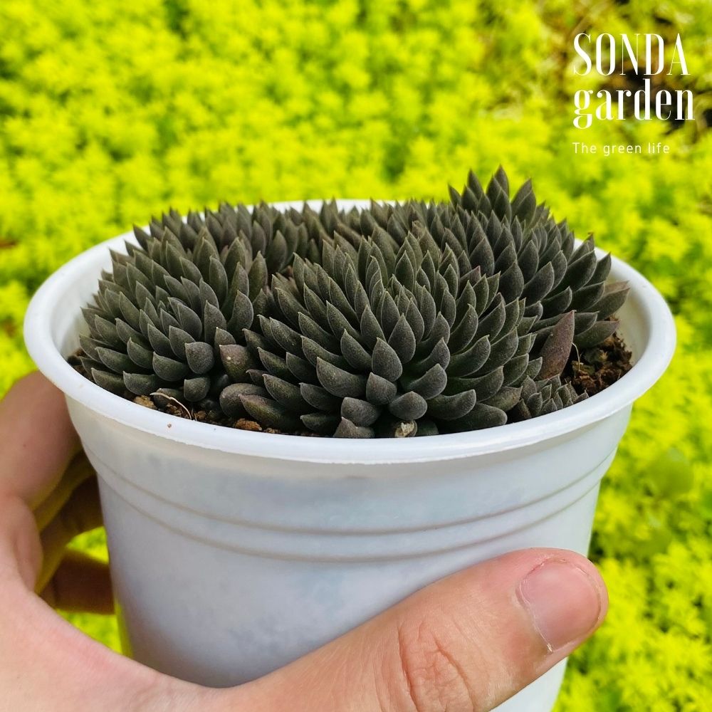 SEN ĐÁ NHÍM ĐEN SIZE TRUNG BÌNH SIÊU KHỎE LỖI 1 ĐỔI 1
