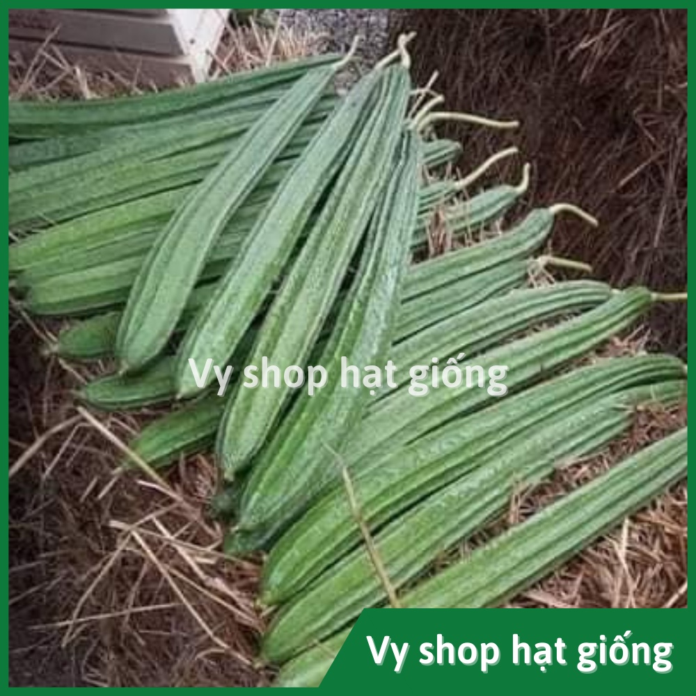Hạt giống mướp khía Thái Lan gói 14 hạt
