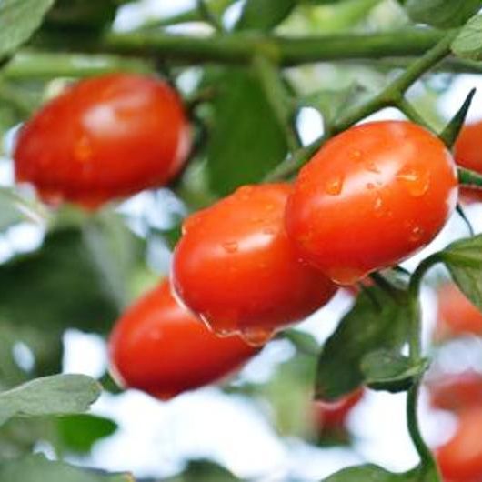 [HCM]20 Hạt giống cà chua bi sai trái