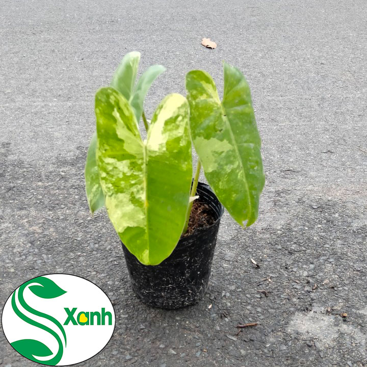 Trầu Bà Tỷ Phú Đột Biến Var