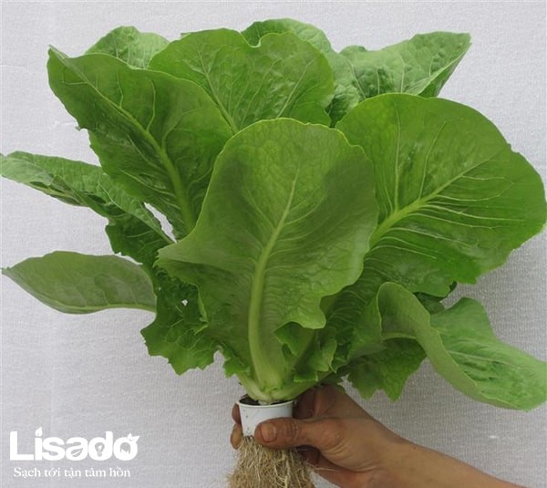 Hạt giống xà lách Romain xanh - 0.2gr/gói