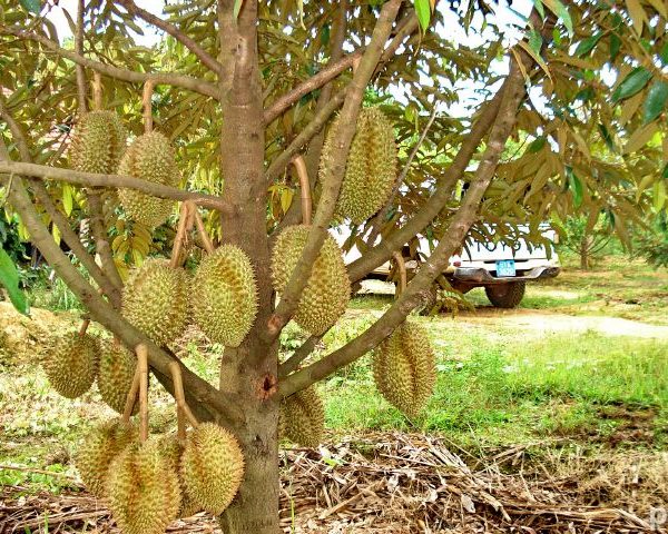 CÂY GIỐNG SẦU RIÊNG MONTHONG THÁI LAN NGỌT ĐẬM, BÉO NGẬY, KHÔNG HẠT, CAM KẾT GIỐNG CHUẨN F1