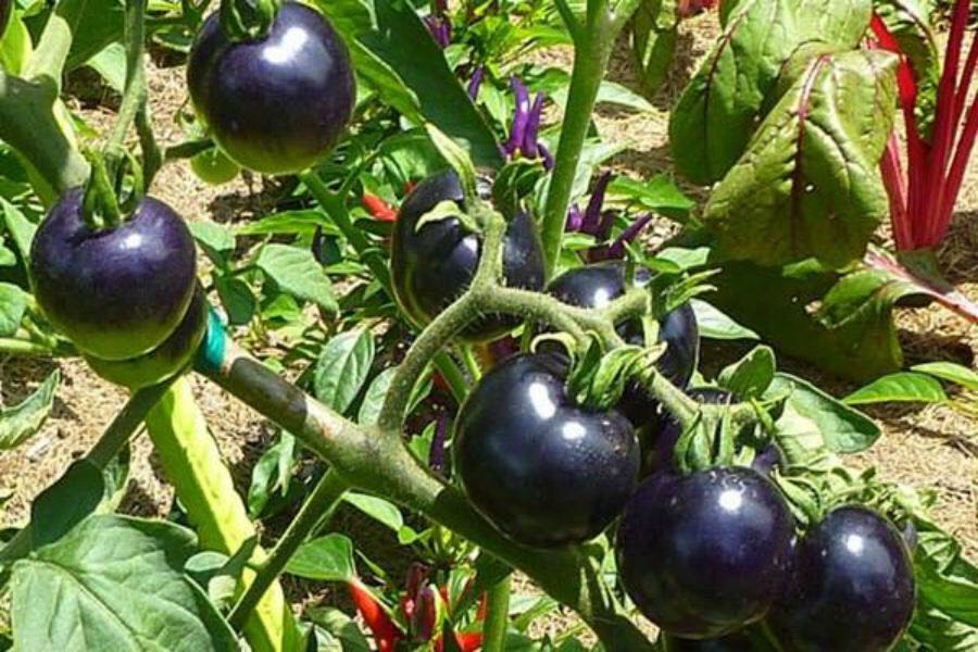 Hạt giống cà chua đen 10 hạt/ gói