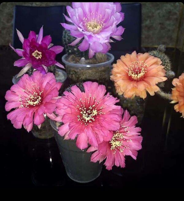 [HCM]Xương rồng lobi mix màu nhỏ size 2.5~ 3cm