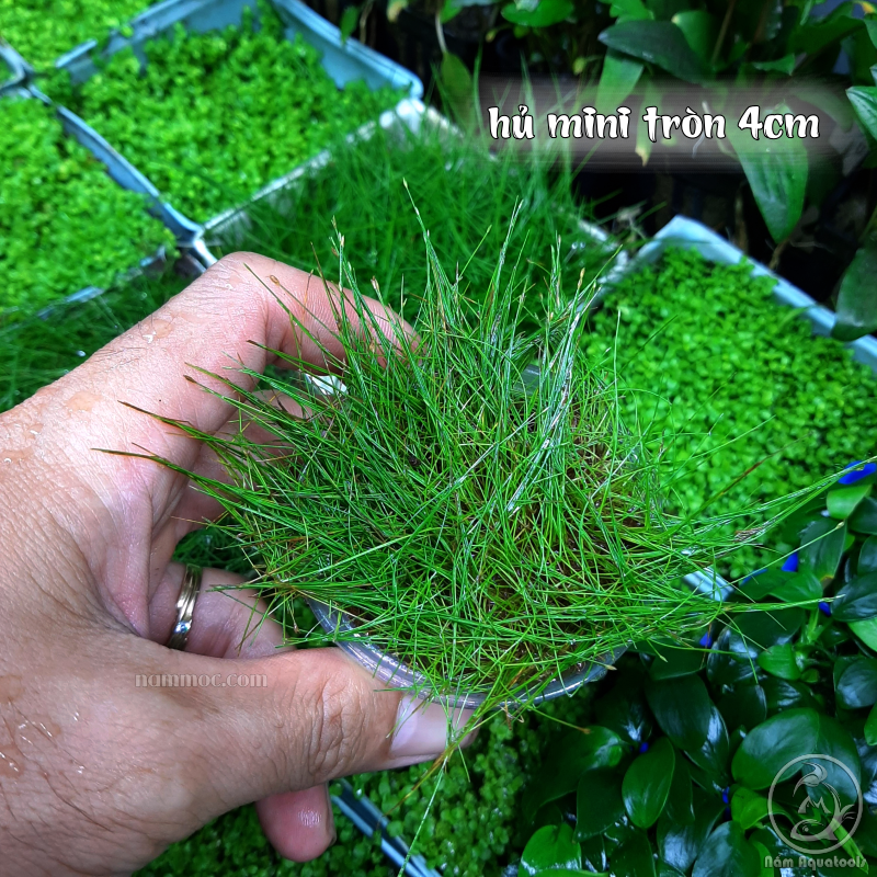 Cỏ Ngưu Mao Chiên Lùn Xoè - Cây thuỷ sinh trải nền