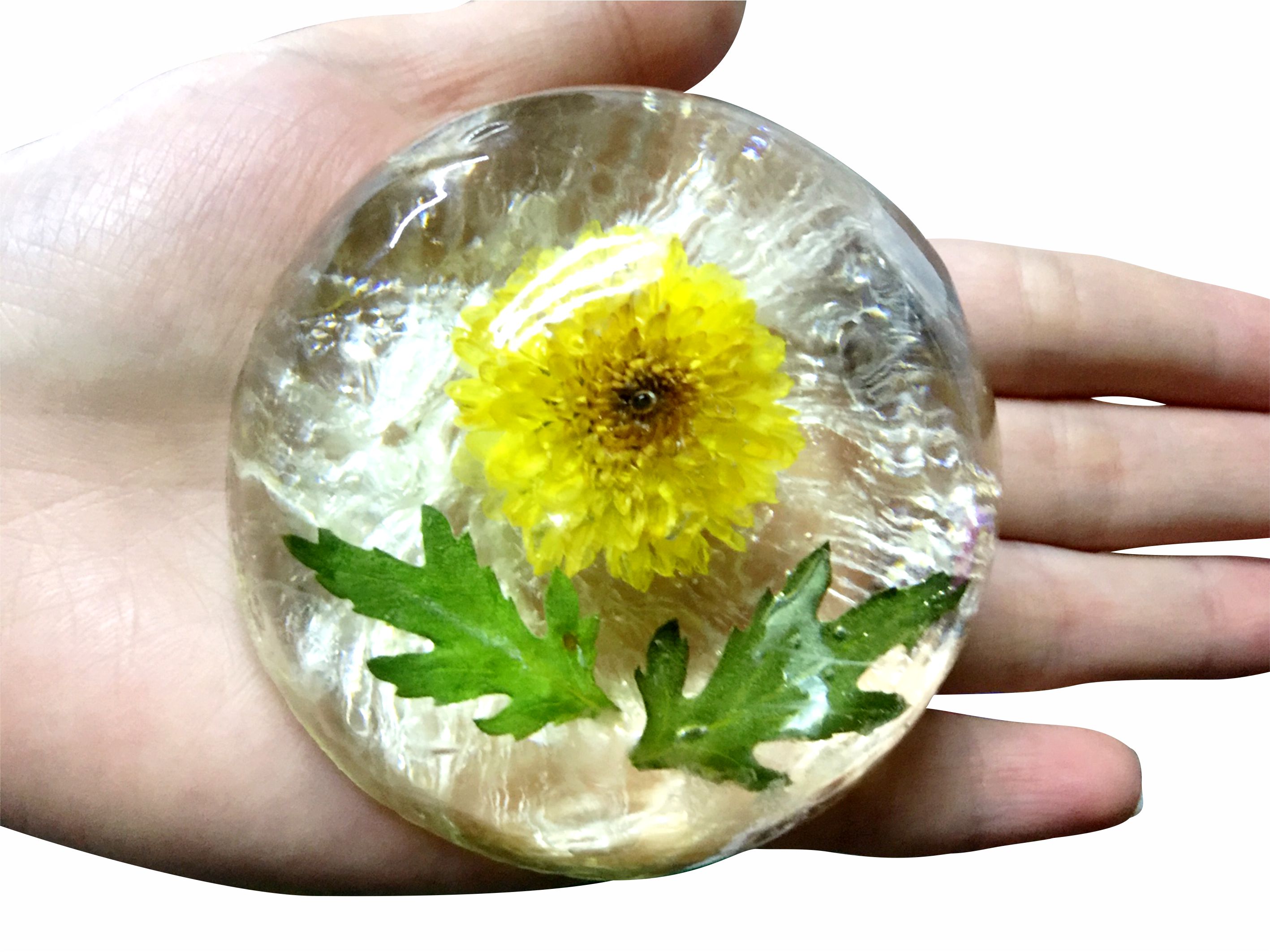 xà bông trong suốt / Chrysanthemum