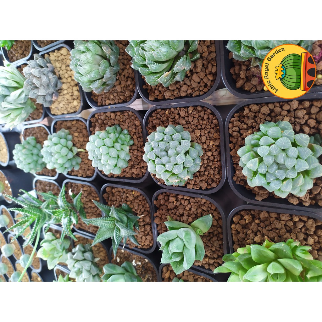 Sen Đá Kim Cương Cooperi | Sen đã thuần | Haworthia dễ chăm