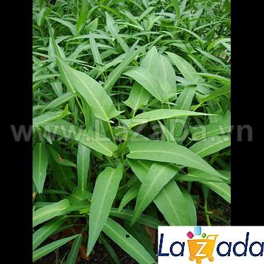 [HCM]BỘ 5GÓI 50Gr Hạt Giống Rau Muống Tre Thái Lan (A5.403| W16*W63)