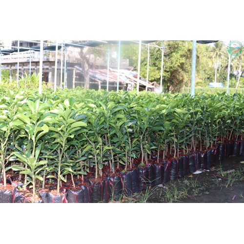 CÂY GIỐNG BƯỞI DIỄN SIÊU NGON