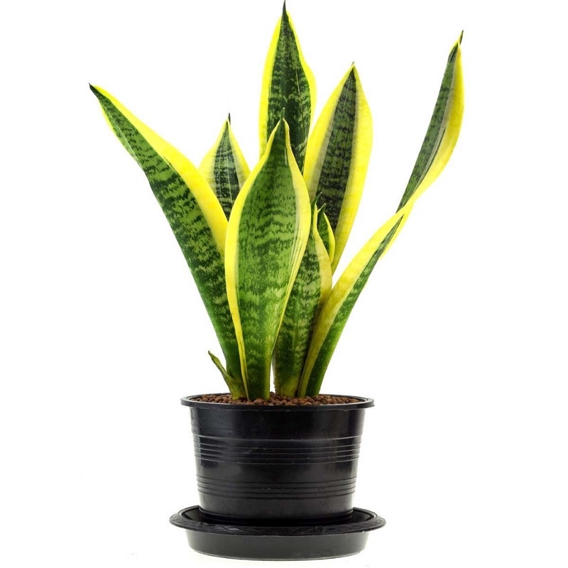 lưỡi hổ viền vàng cây giống (1 cây giống)