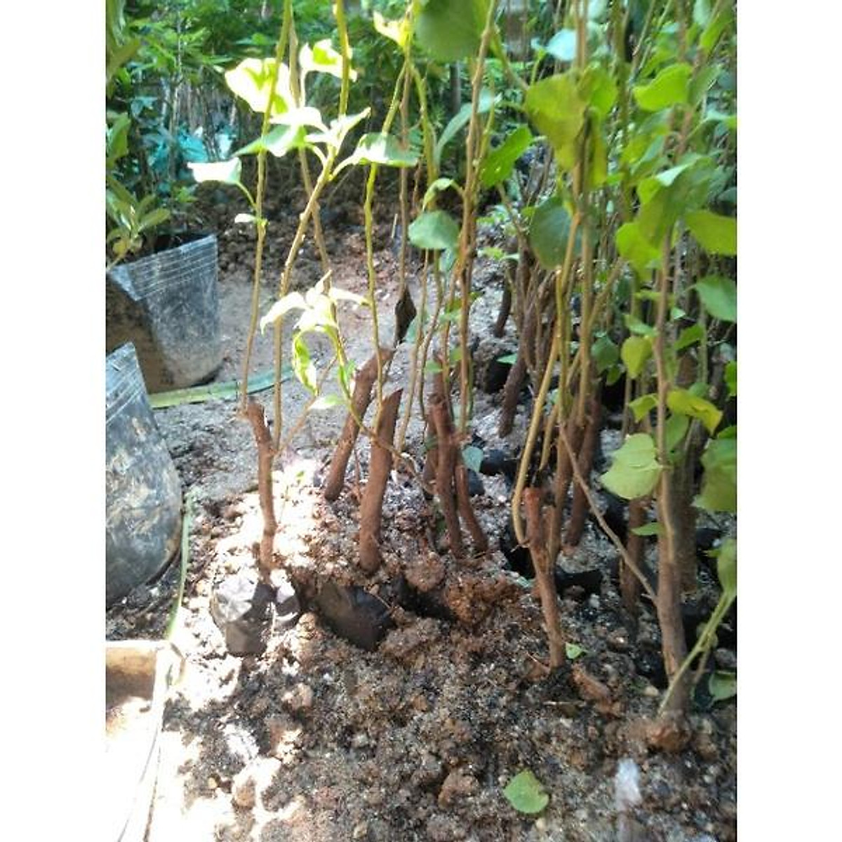 CÂY HOA GIẤY NGŨ SẮC CHUẨN ĐẸP