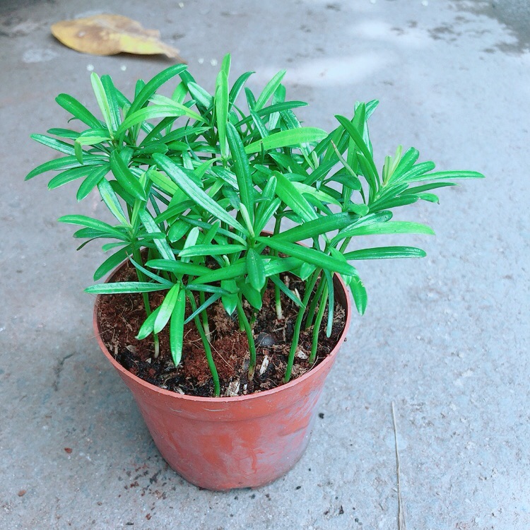 Tùng Vạn Niên