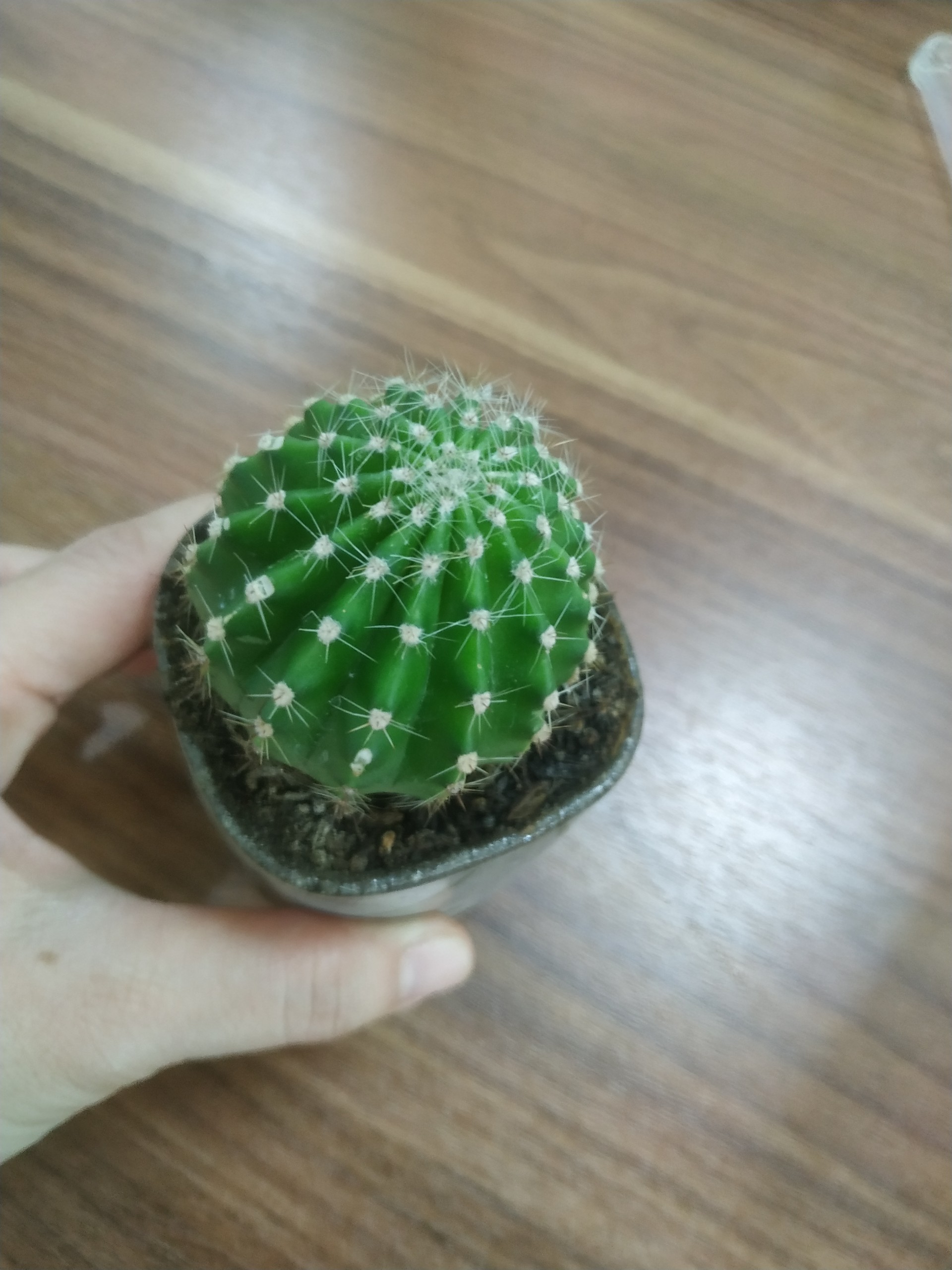 XƯƠNG RỒNG BÍ XANH