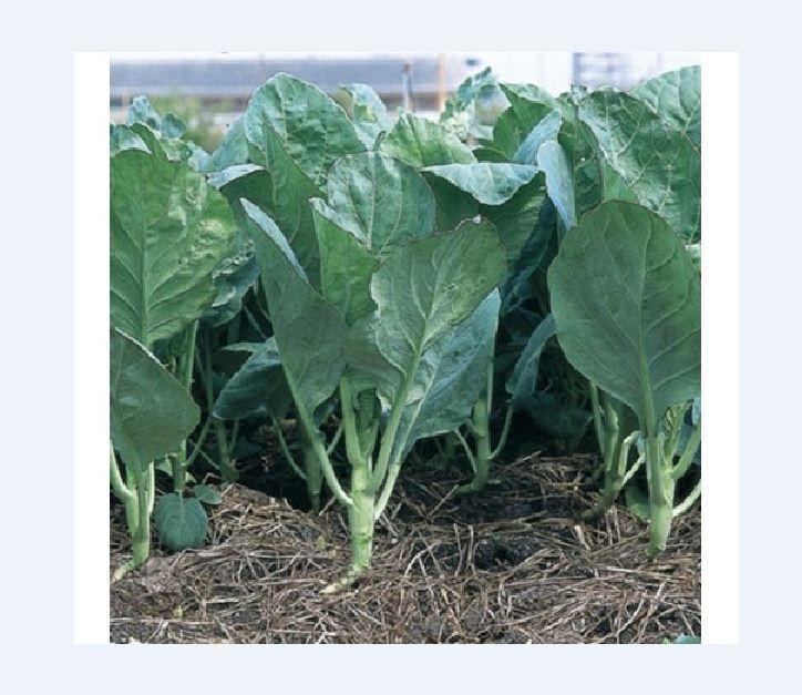 Hạt giống rau cải rổ - cải làn - 10gram/gói
