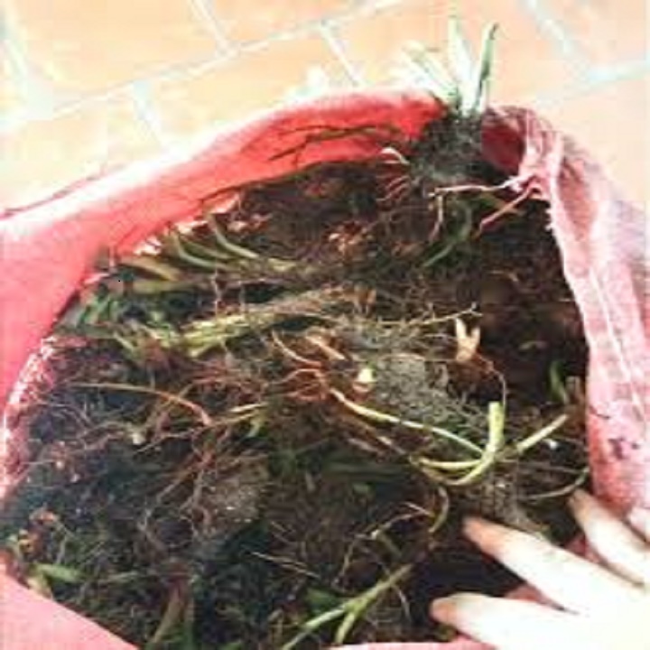 CỦ GIỐNG HOA HUỆ TA TRẮNG THƠM