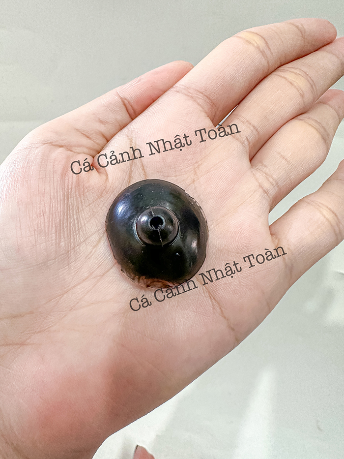 NÚM HÍT ĐẾ MÁY BƠM LỌC, BƠM NƯỚC BỂ CÁ CẢNH (1 NÚM)