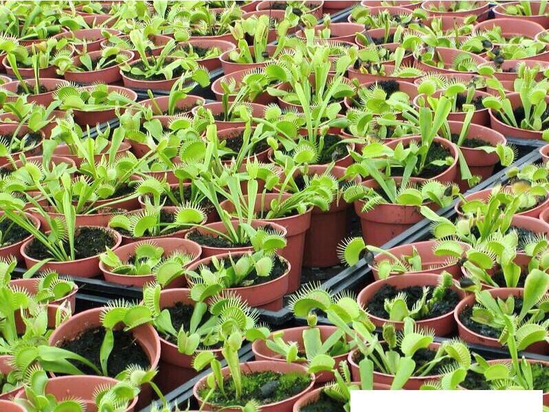 Cây bẫy kẹp con , bẫy ruồi non mới mọc