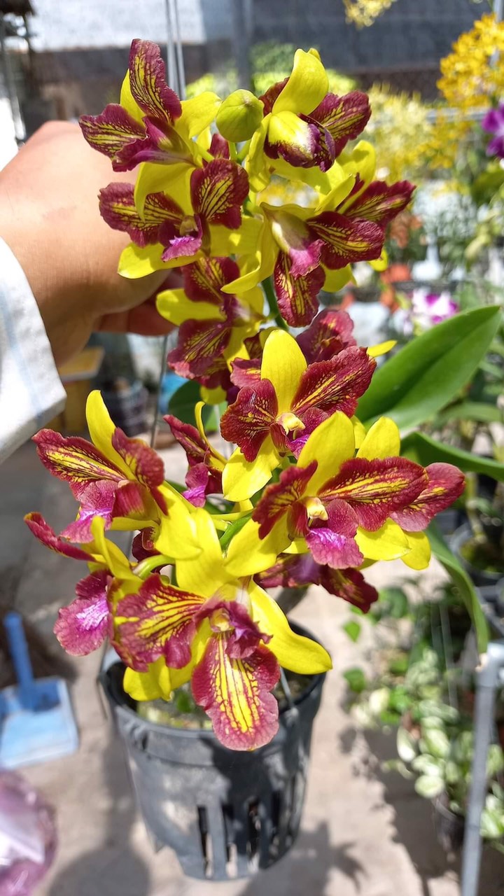 Dendro đột biến 3 vàng 3 đỏ