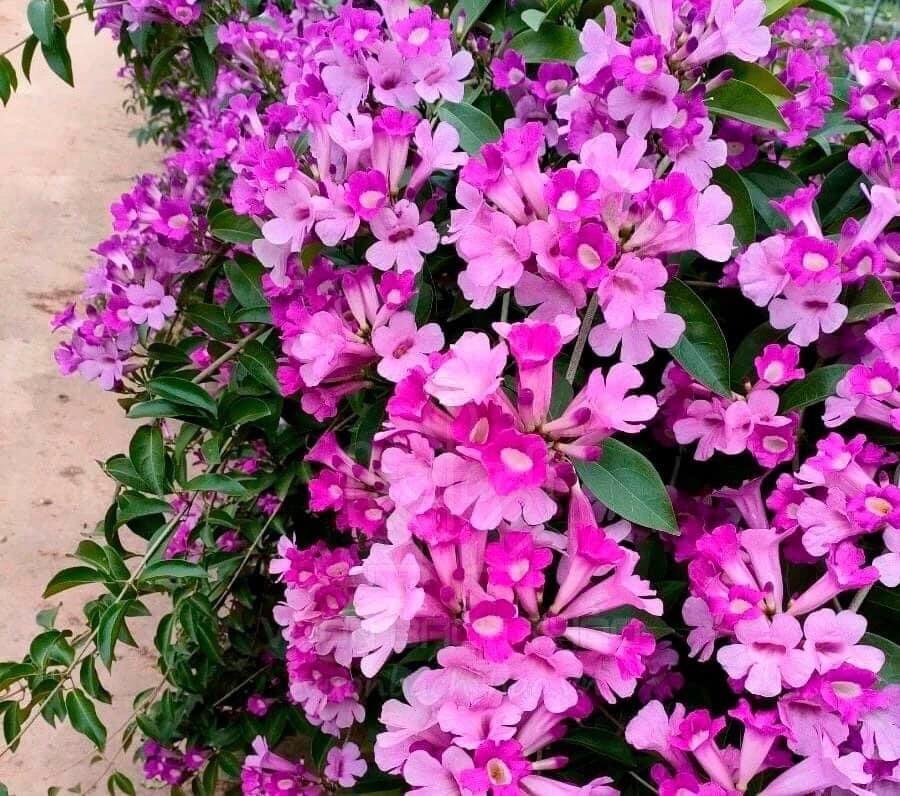 Cây giống hoa lan tỏi(1 bầu)