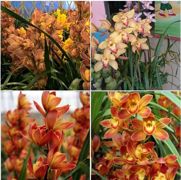 COMBO 3 củ giống địa lan santo hoa Cam ( 3 củ )