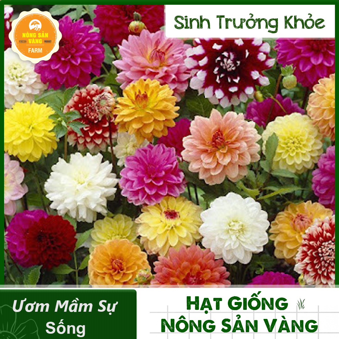 Hạt Giống Bôngthược Dược (Hoa Thược Dược Nhiều Màu) Sinh Trưởng Và Phát Triển Khỏe, Rút Ngắn Thời Gian Trồng,...