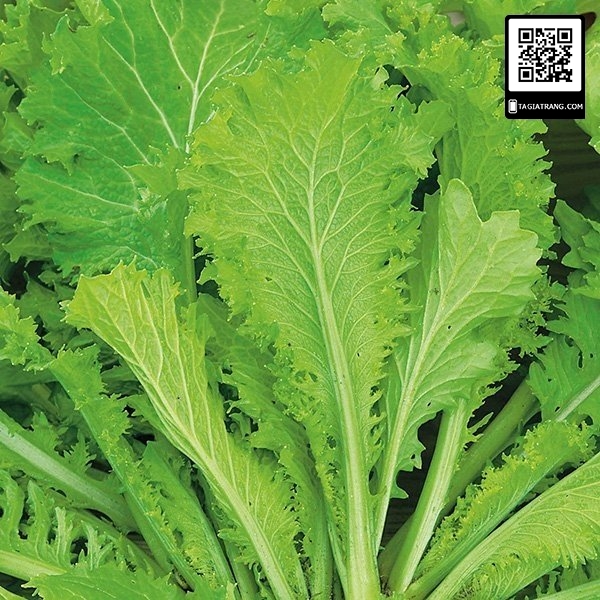 1KG Hạt giống Cải Mèo