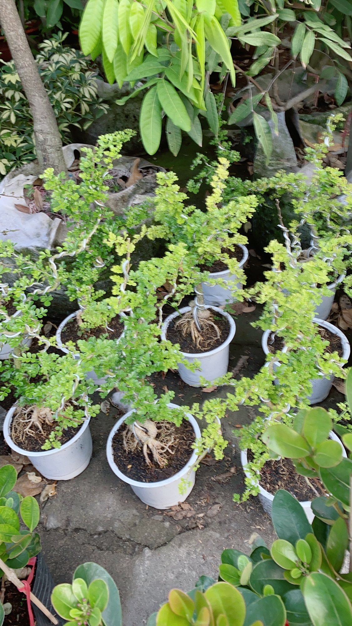 Cần Thăng Bonsai Lớn