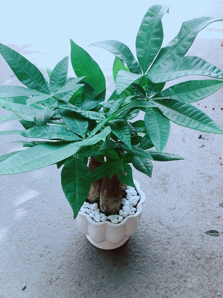 Chậu Kim Ngân 3 Thân Size Lớn