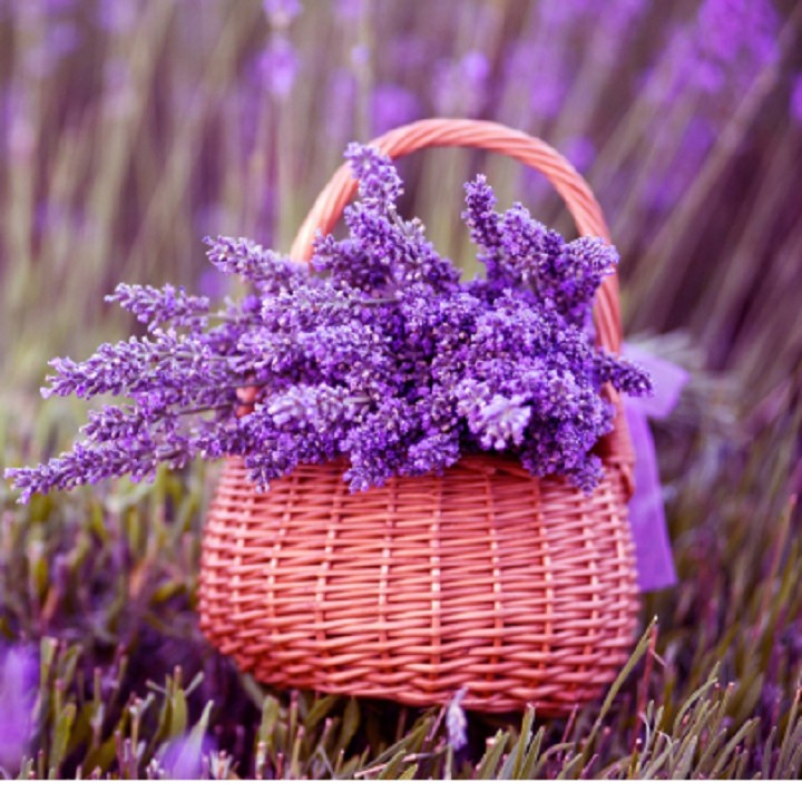 [HCM] Túi Thơm Hoa Oải Hương Lavender H254