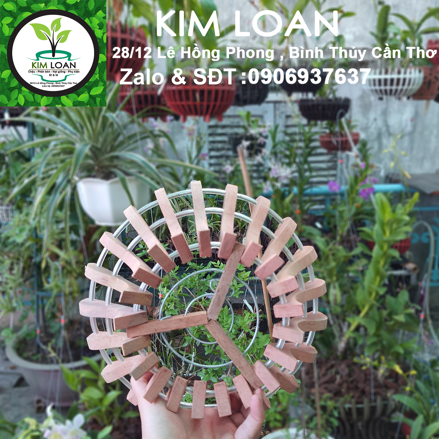 Chậu lan gỗ hình cốc