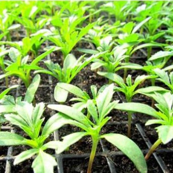 Hạt giống hoa cúc đại đóa nhiều màu