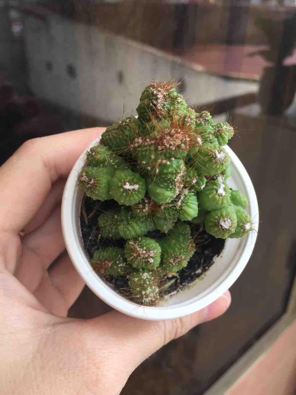Xương rồng óc khỉ