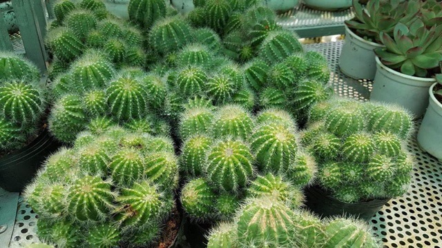 Bụi Xương Rồng Khế Bụi To