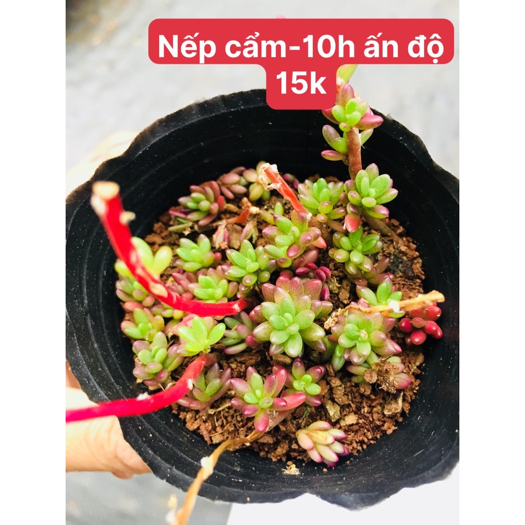 sen đá nếp cẩm 10h - ấn độ