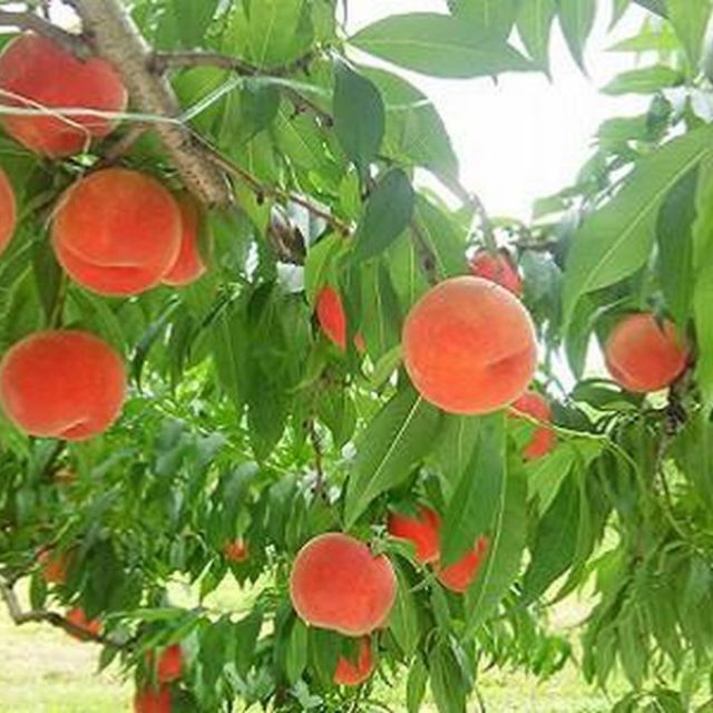 Cây giống ĐÀO TIÊN NHẬT BẢN - cây giống F1 + Tặng 2 Cây Quế Giống