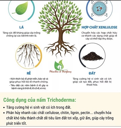 PHÂN VI SINH VẬT TRICHODERMA CHUYÊN DÙNG ĐỂ Ủ PHÂN HỮU CƠ VÀ KIỂM SOÁT NẤM BỆNH
