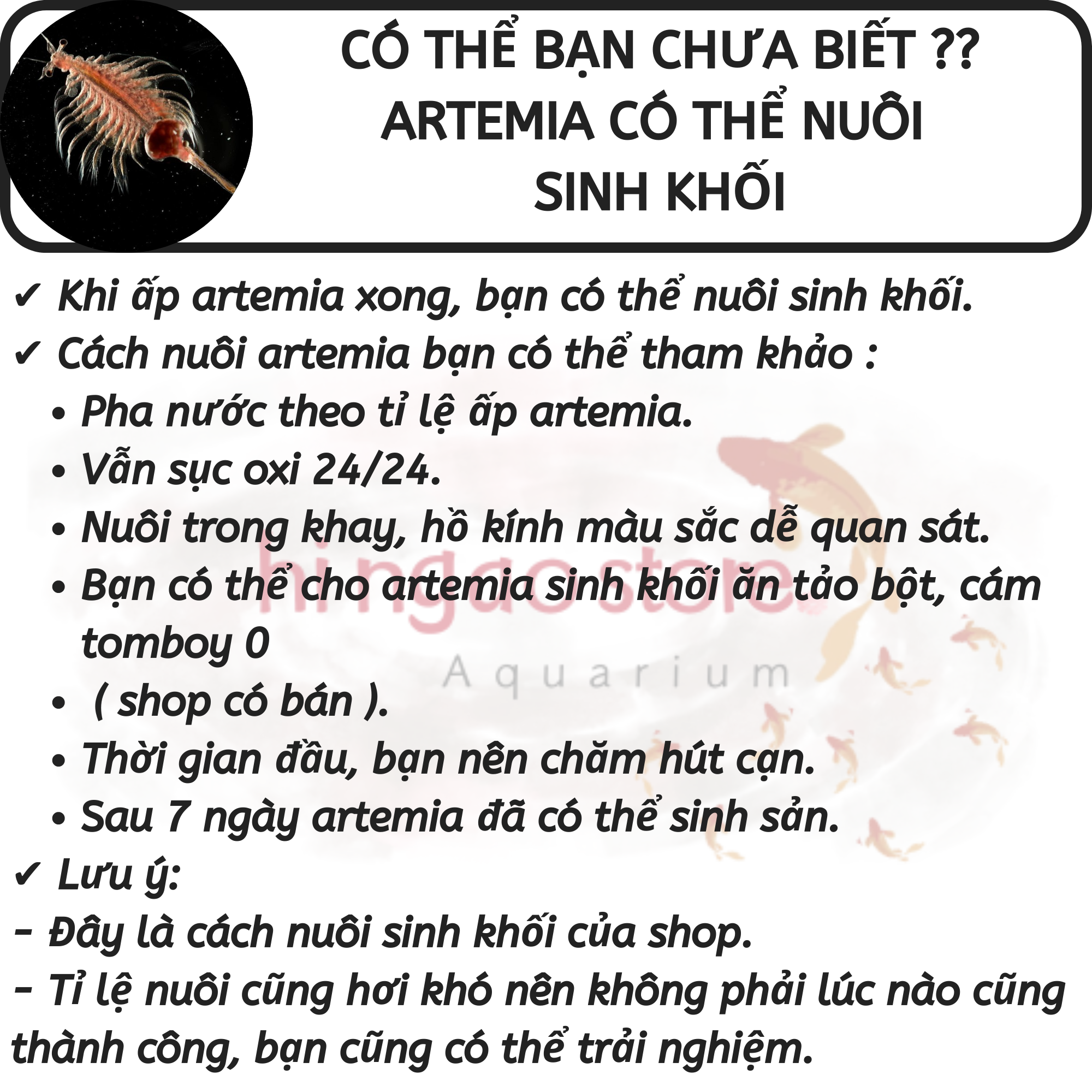 Thai Artemia il eggs with high rate (odd)-Caviar fish feed (5) | Hingaostore.