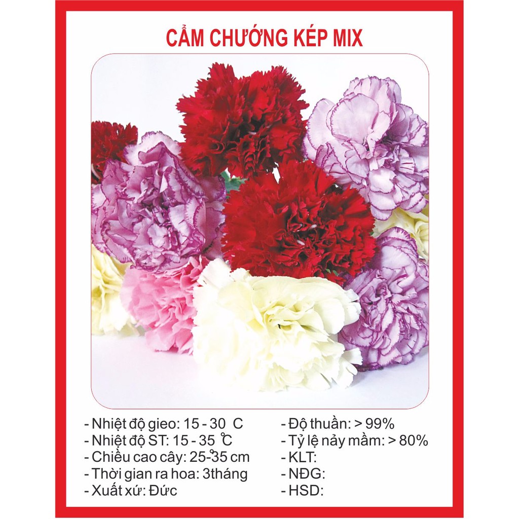 Hạt giống hoa cẩm chướng kép mix màu/Gói 30 hạt