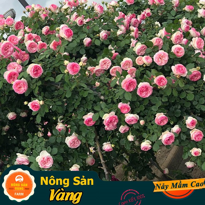 French climbing rose seeds charming and romantic home (pack of 10 seeds)-shallow yellow