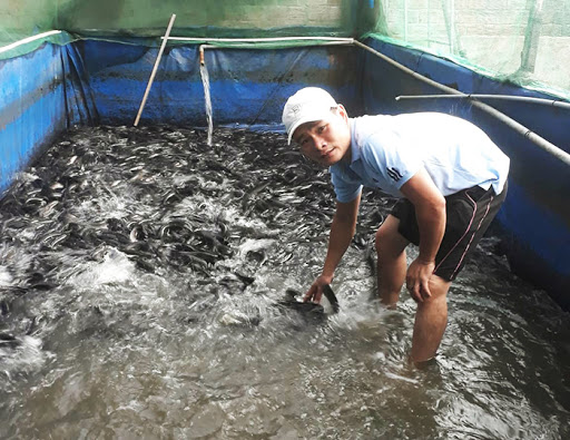 BỂ BẠT NUÔI CÁ , ỐC ẾCH - 6X3X1