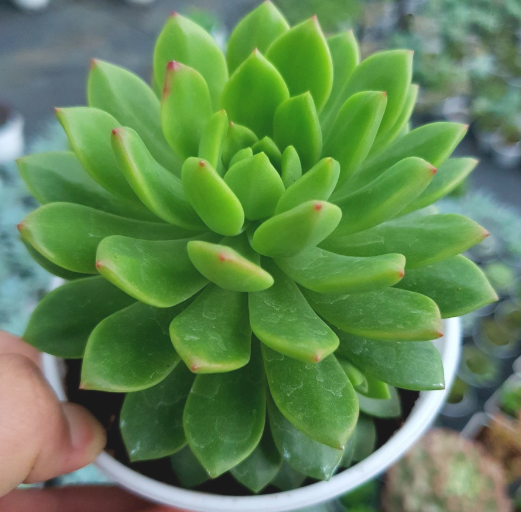 SEN ĐÁ MẶT TRỜI SIZE TRUNG BÌNH KHOẺ ĐẸP LỖI 1 ĐỔI 1