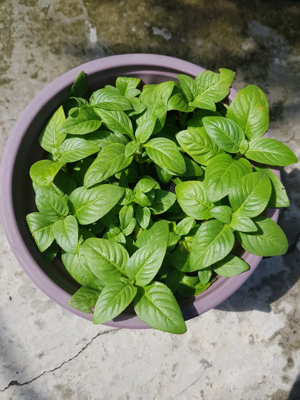 Cây Rau Quế Vị ( Xá Xị) - Chậu Rau