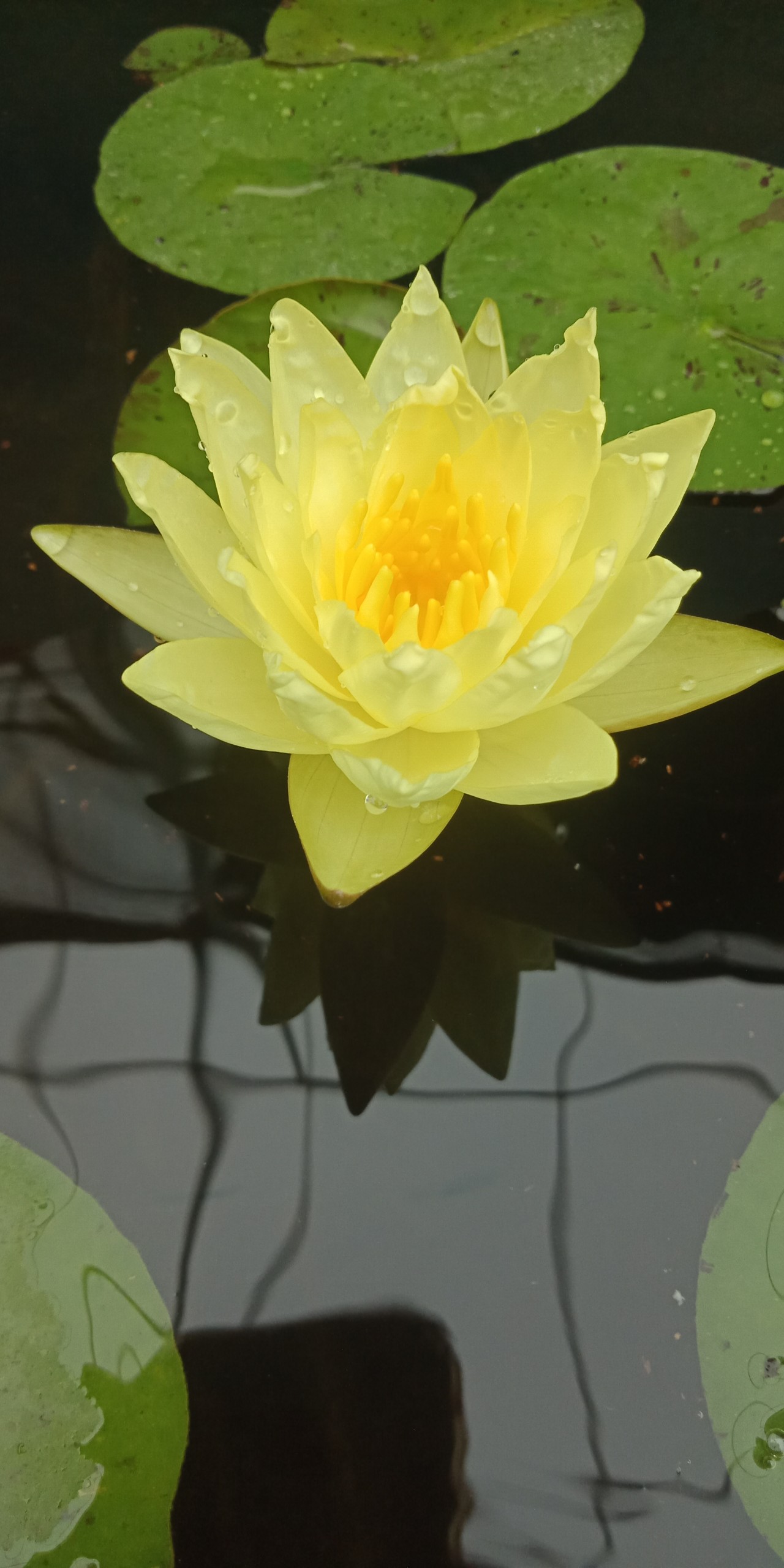 CÂY HOA SÚNG THÁI MÀU VÀNG