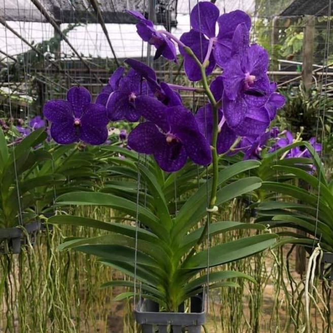 Vanda tím blue trưởng thành
