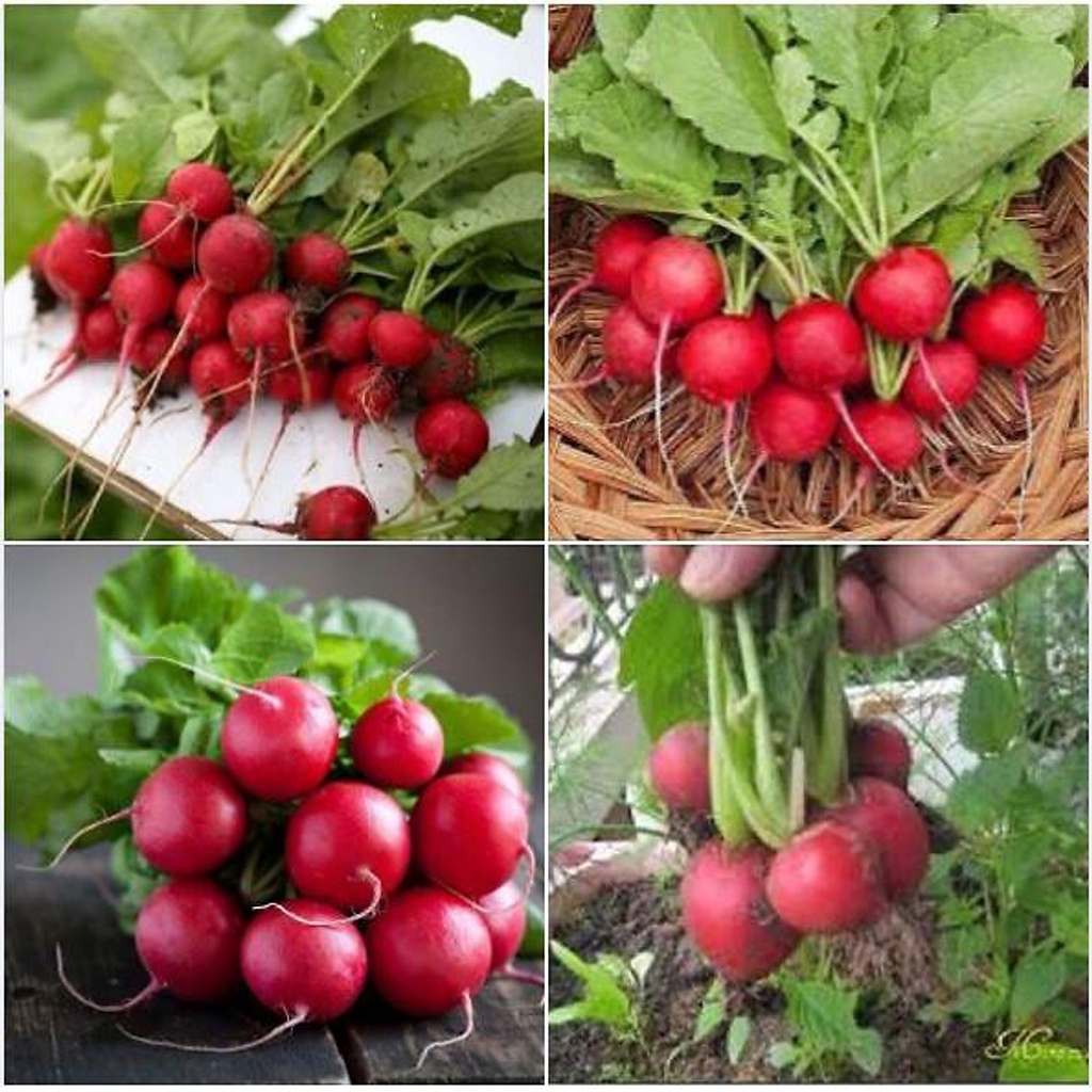#Hạt_Giống_Củ_Cải_Cherry
