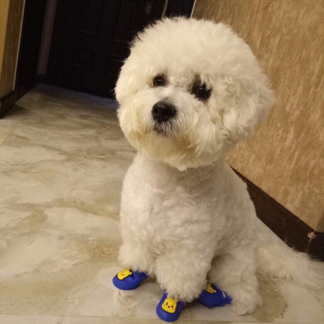 Giày silicone đi nắng, đi mưa cho cún cưng♥️