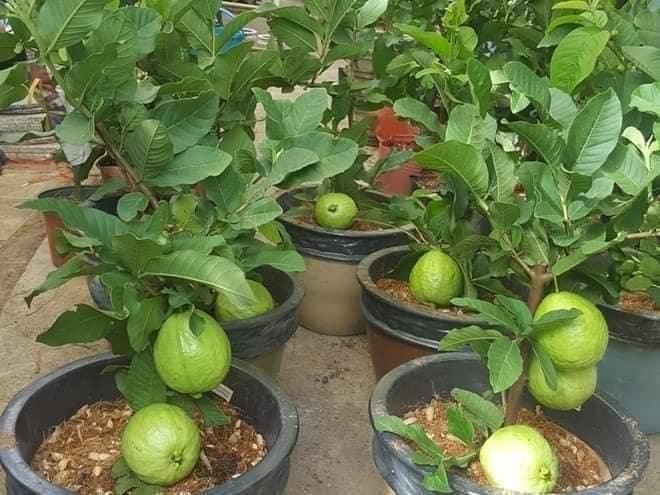 Cây giống ổi nữ hoàng - cây giống giá cực rẻ