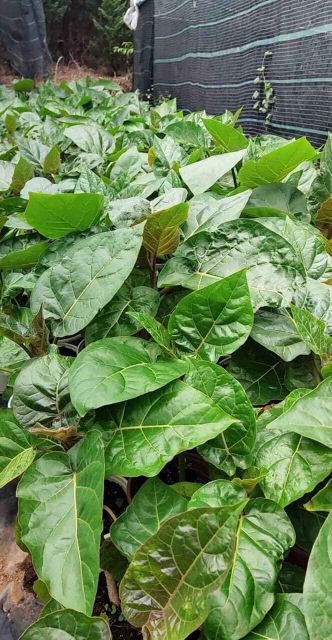 [ Xả - Cắt Lỗ] Cà Chua Thân Gỗ